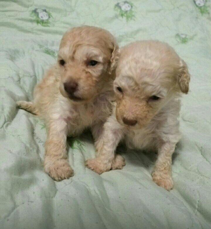 авито миасс собаки. авито миасс собаки. собака миасс. питомник миасс собаки. Vulkan щенки миассе.