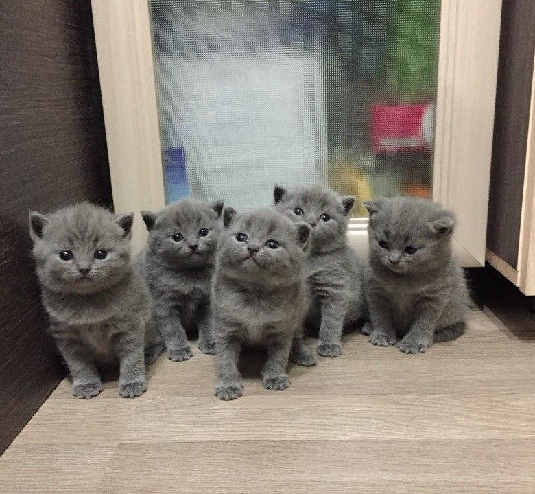 Авито Британские Котята Фото