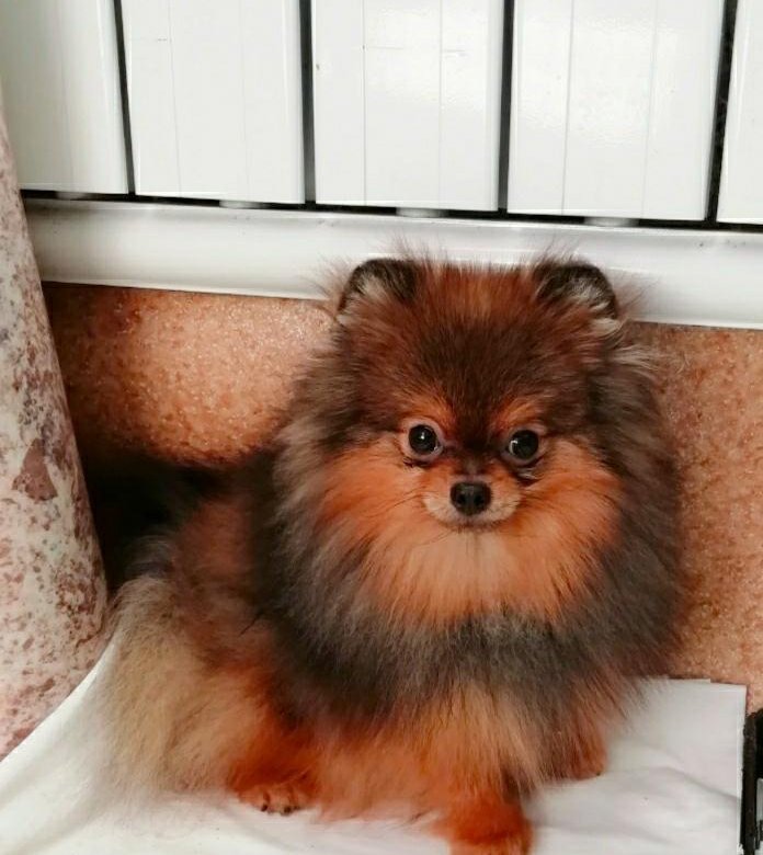 шпиц арлекин фото. много померанских шпицев. китайские шпицы собаки. немецкий миниатюрный шпиц 2 года. найден шпиц красноярск.