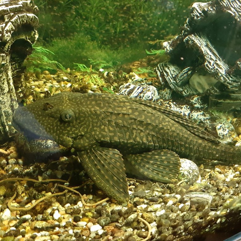 Плекостомус Рыбка Фото – Telegraph