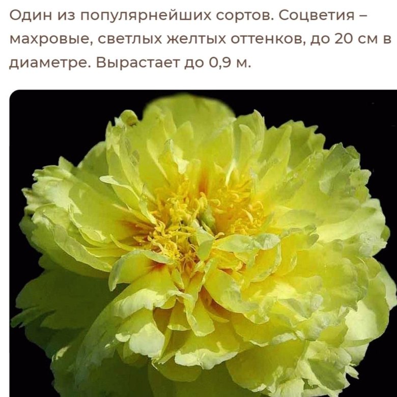 Древовидные пионы – купить в Москве, цена 999 руб., дата размещения: 10 ...