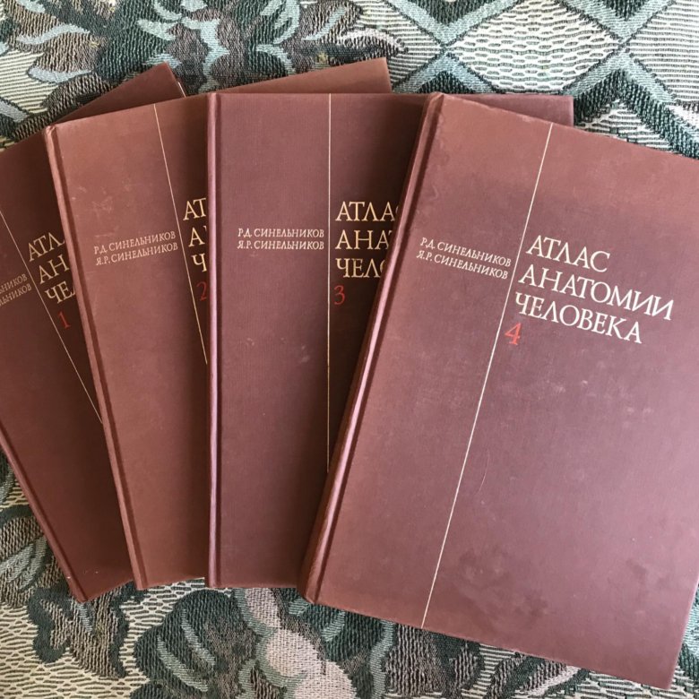 Синельников 4 том. Атлас анатомии человека Синельников в 4-х томах. Атлас анатомии человека Синельников. Атлас по анатомии привес.