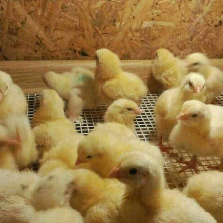 Купить цыплят в тульской. Цыплята бройлеры Кувакино. Бройлеры цыплята меняющие оперение. Продажа цыплят бройлеров живых. Кабицино продается цыплят.