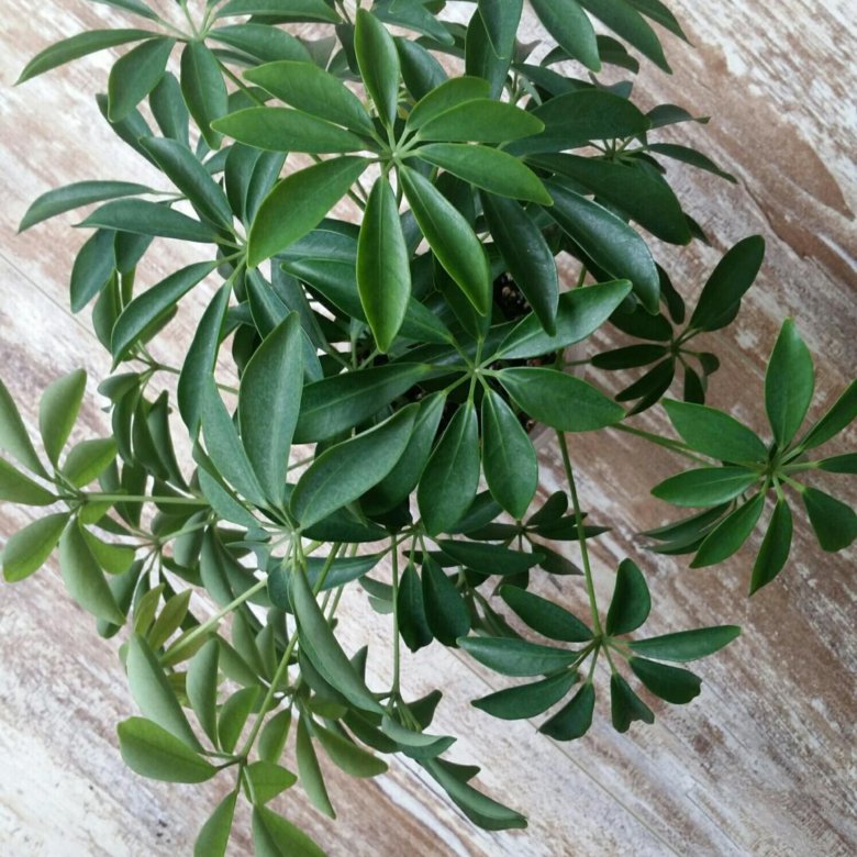 Зеленые витаминки. Шеффлера грин стар из семян. Грин стар 3. Шеффлера грин стар. Грин стар 3.