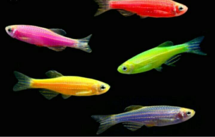 Аквариумные рыбки данио глофиш – купить в Пензе, цена 40 руб., дата ...
