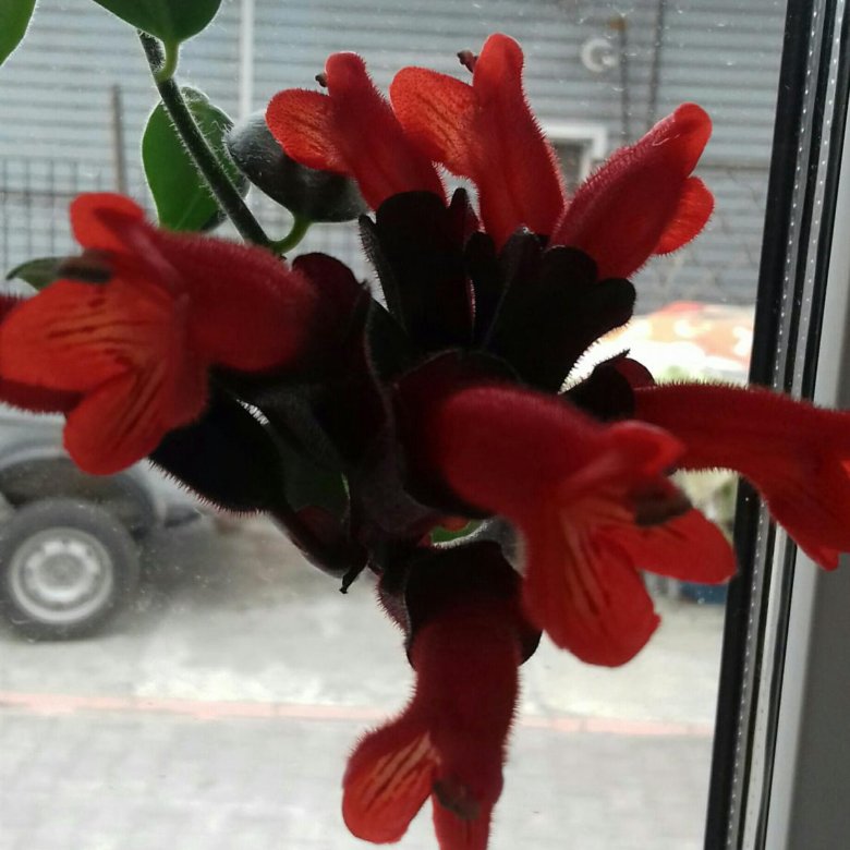 Колумнея – купить, цена 120 руб., продано 26 марта – Растения и семена