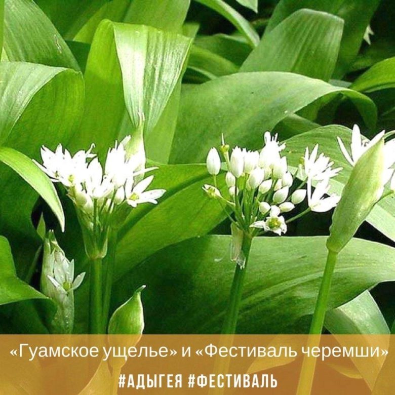 Что Такое Черемша Фото