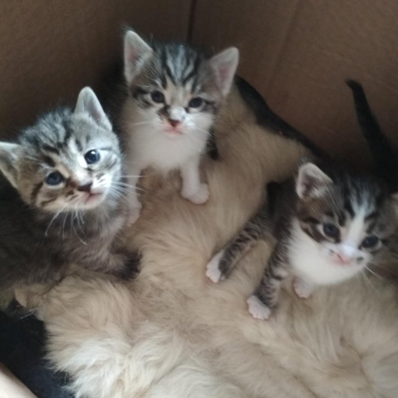 Котята в добрые руки челябинск. Котята в старом осколе. Котята череповец отдам даром. Котята в старом осколе. Отдам даром животные.