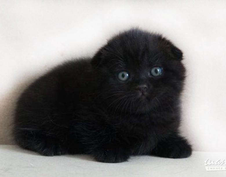 Кот шотландский черный