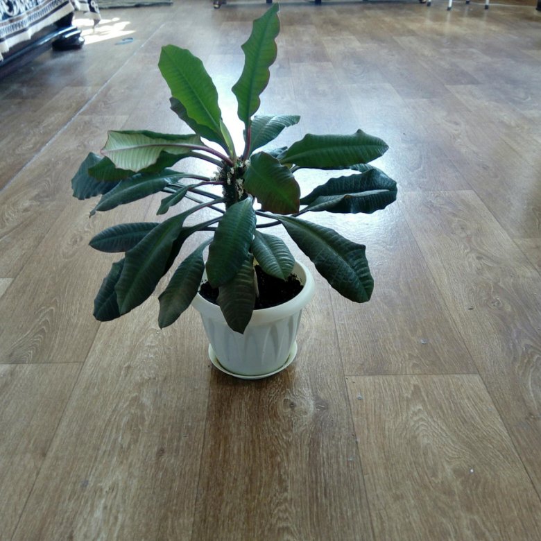 Молочай комнатный – купить в Тюмени, цена 30 руб., дата размещения: 01. ...