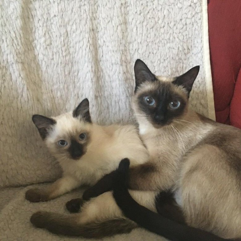 Сколько стоит сиамская кошка