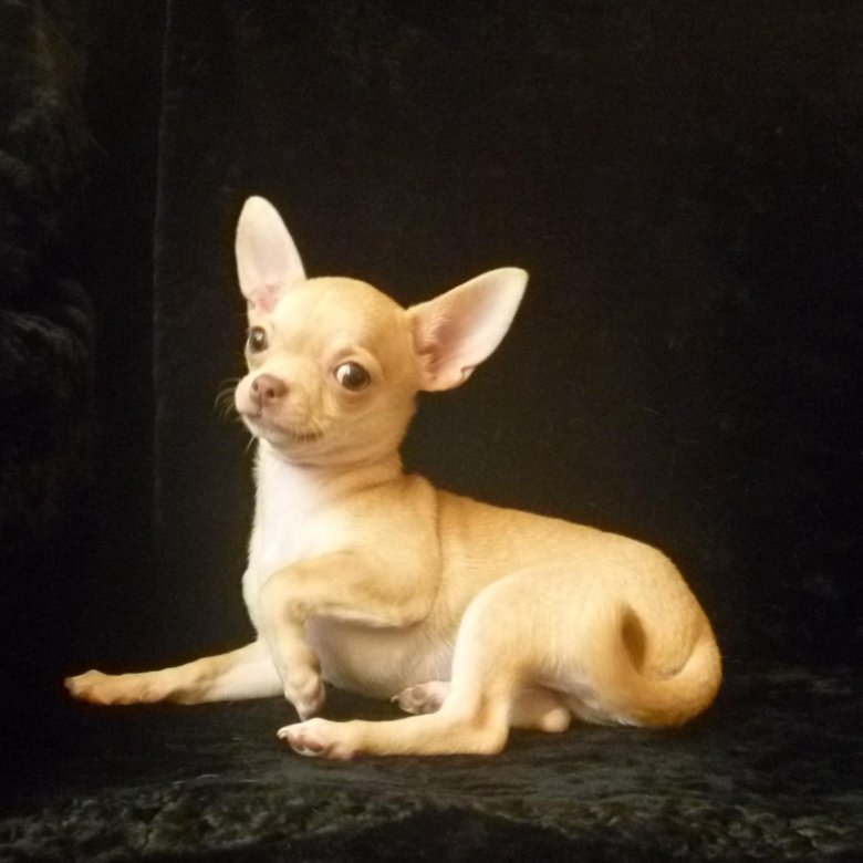 чихуахуа длинношерстные щенки 3 месяца. чихуахуа 2 месяца. чихуахуа 3 месяца мальчик. чихуа в 3 месяца. чихуахуа 3 месяца.