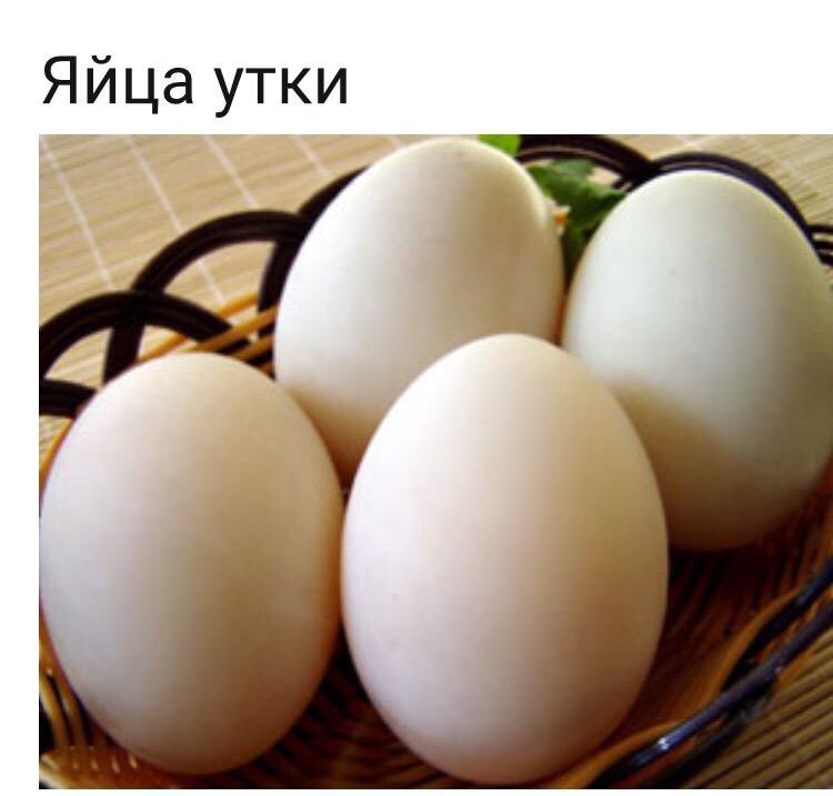 Купить яйцо мускусной. Утиные яйца. Яйцо утки. Гусиные яйца. Утиные и гусиные яйца.