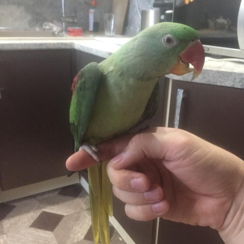 Александрийский попугай линька. Попугай который умеет разговаривать. Попугай какаду голубой. Говорящий попугай. Попугай монах птенец.