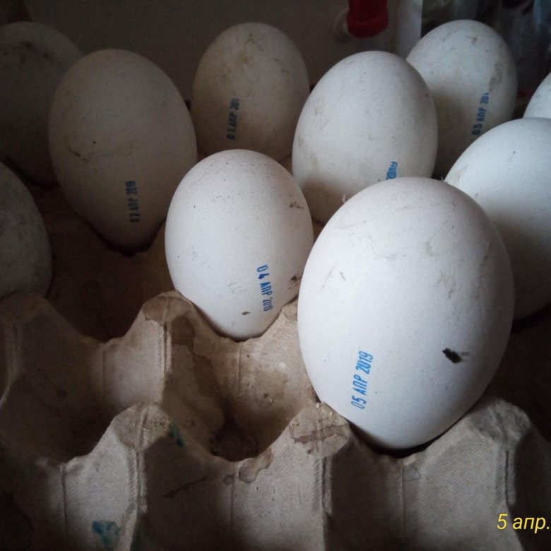 Гусиные яйца для инкубации купить. Гусиные яйца. Гусиные яйца по породам. Поделки из гусиных яиц.