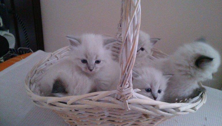 Невские котята в москве