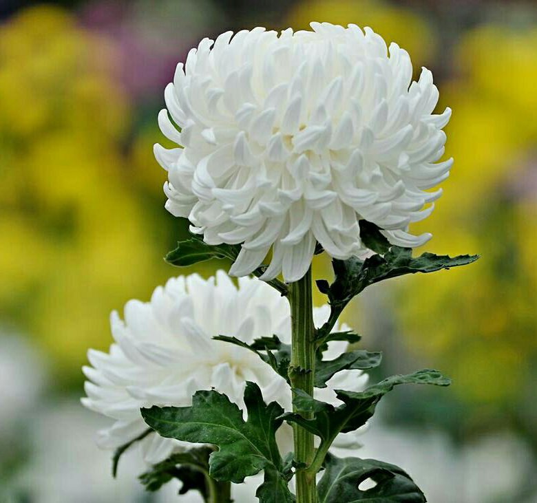 шаровидная хризантема фото