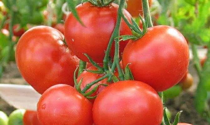 Томат любаша характеристика и описание сорта фото
