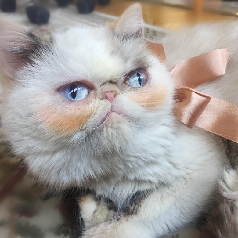 Кошка экзот мини – купить в Москве, цена 10 000 руб., продано 16 июня 2019  – Кошки