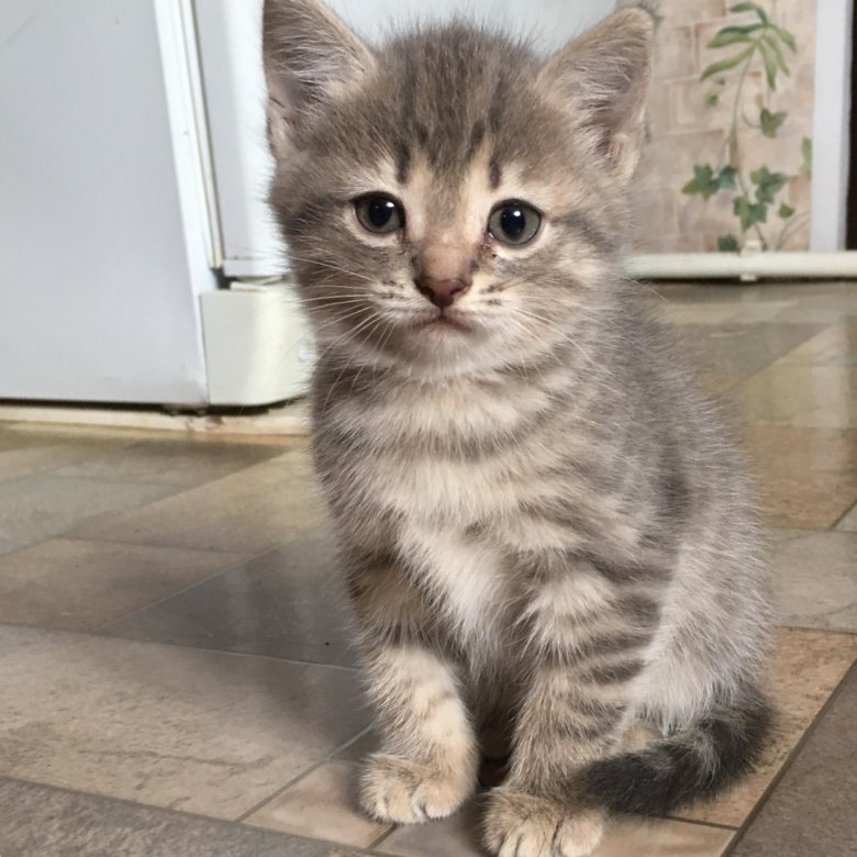 До какого возраста коты котята. Казанская кошка. котята в добрые руки казань. котята в добрые руки волгоград.