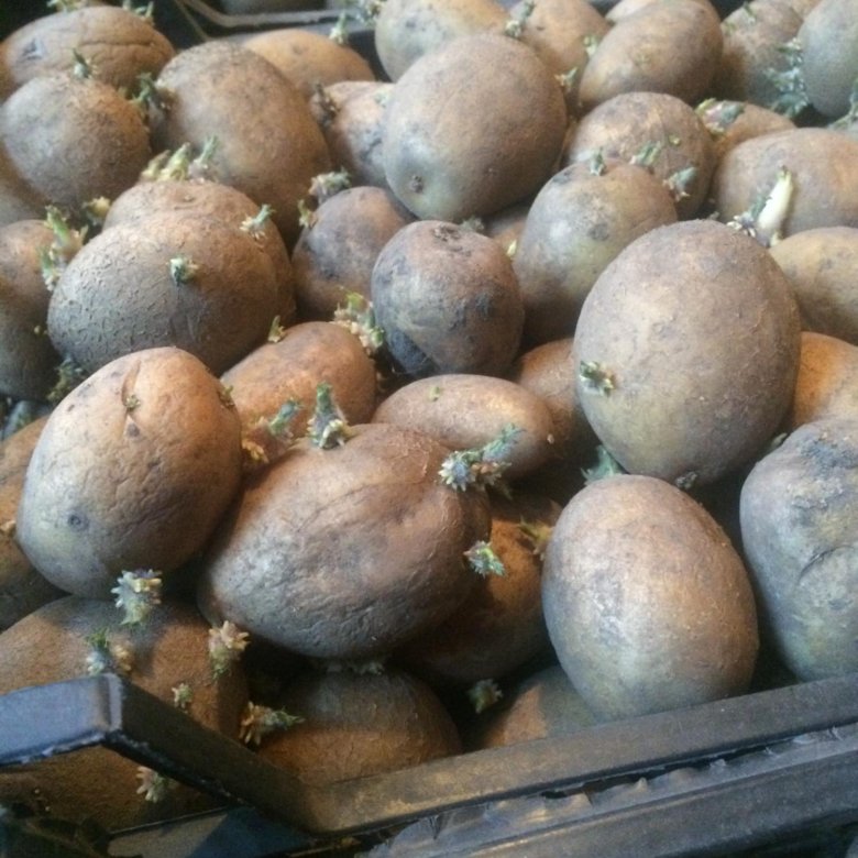 Семена картофеля купить в интернет. Семенной картофель. Семенная картошка. Семена картошки. Красивая реклама семенного картофеля.