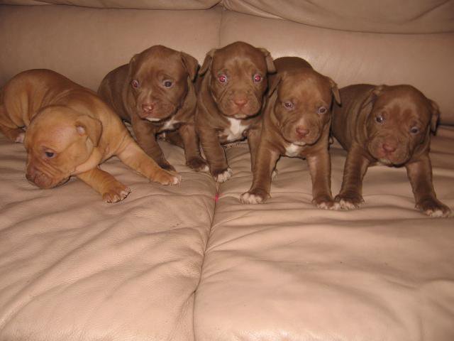 Питбуль купить щенка в твери. Щенки питбуля. Питбультерьер. Щенок питбуль питбультерьер щенок. Питбуль авито россошь щенок.