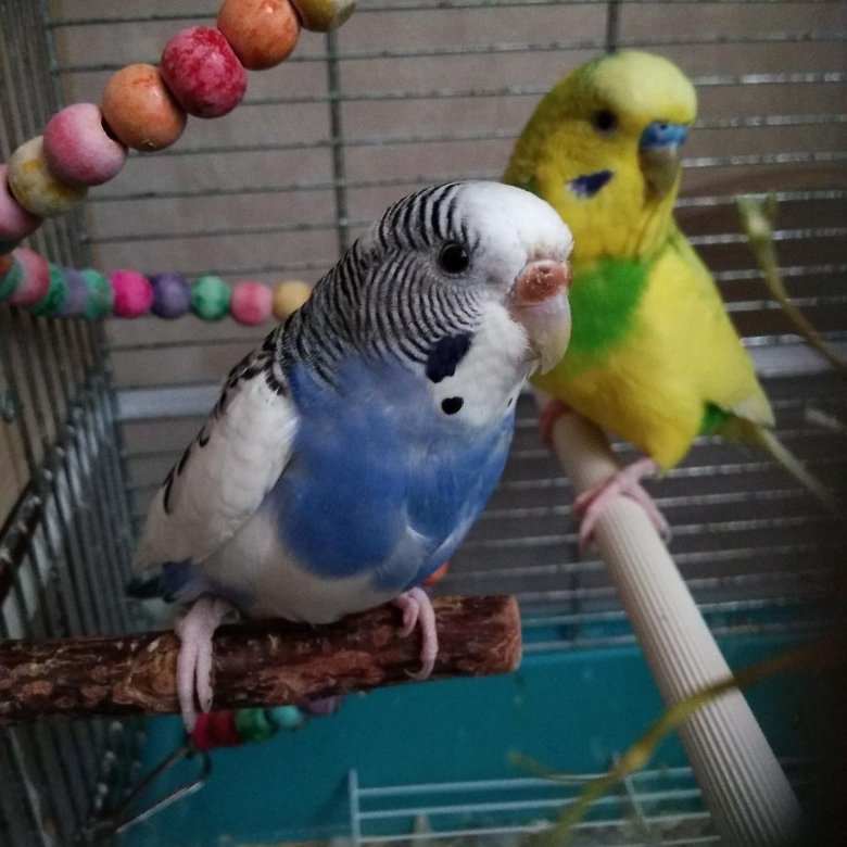 zrelih-porno-porno-foto-bolshih-popugaev