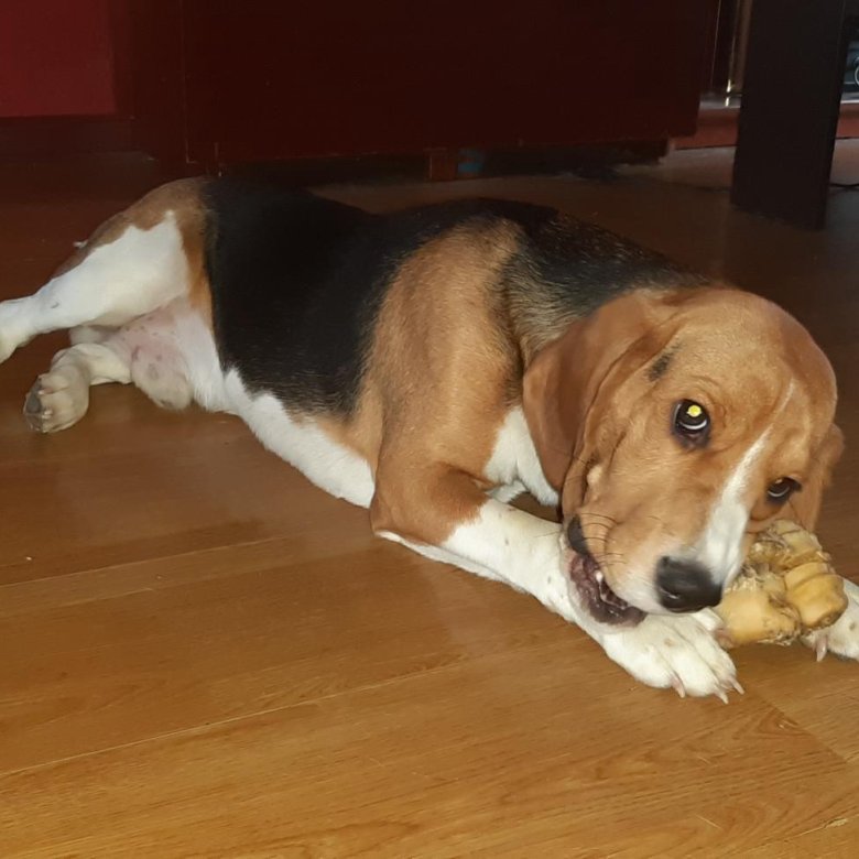 бигль в добрые руки. бигль рыжий. бигль с ребенком. бигль терьер шотландский. бигль в добрые руки.