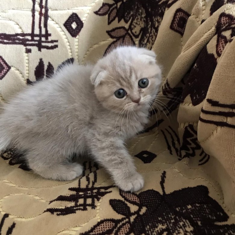 Продам шотландских котят. Вислоухие котята шотландцы фото и отзывы реальные. Шотландские шотландские вислоухие котята. Скоттиш фолд котята. Шотландские вислоухие котята.