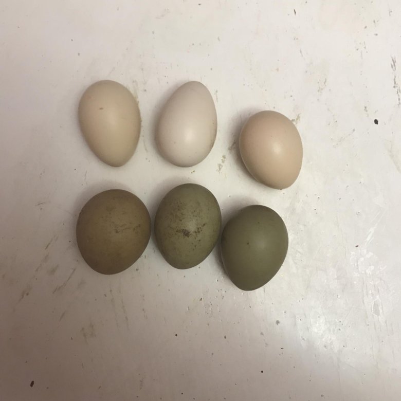 Инкубационное яйцо фазана купить. Яйцо фазана. Яйцо фазана фото. Размер яйца фазана. Как выглядят яйца фазана.