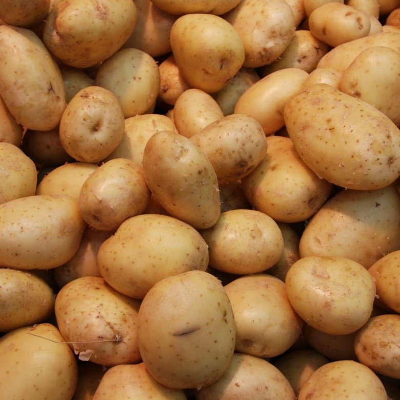 Семена картофеля гала фото