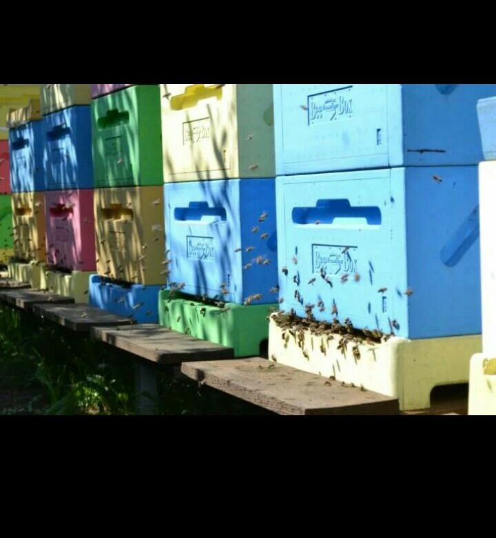 Улей бибокс. Улей бибокс. Пеноулик курганинск. Финский улей. Финский улей.