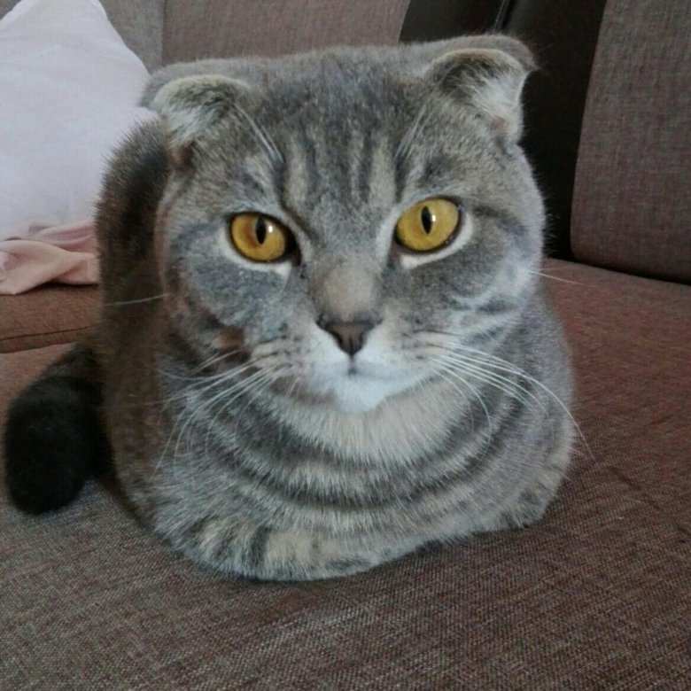 Британская вислоухая кошка. Вислоухие котята помесь. Шотланская веселуха кошка. Скоттиш фолд котята. Вислоухий кот обычный.