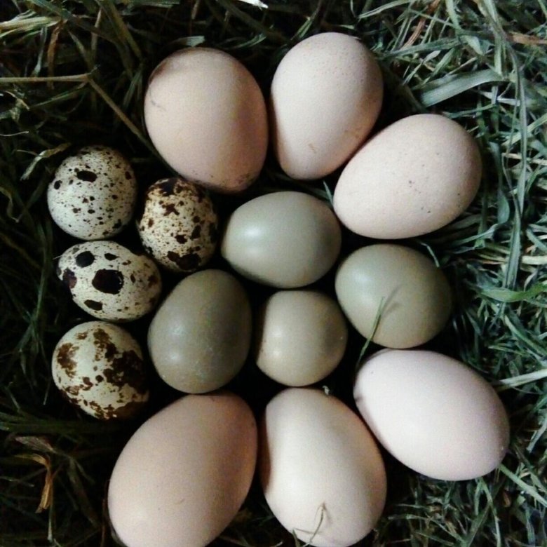 Инкубационное яйцо фазана купить. Яйцо фазана. Яйцо фазана инкубационное. Яички фазана. Яйцо серебряного фазана.