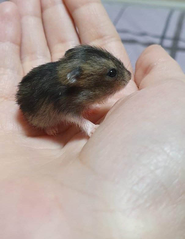 Хомяк мес. Джунгарик 1 месяц. Джунгарский хомячок 1 месяц. Сирийский хомяк 1 месяц. Сирийский хомяк 1 месяц джунгарик.