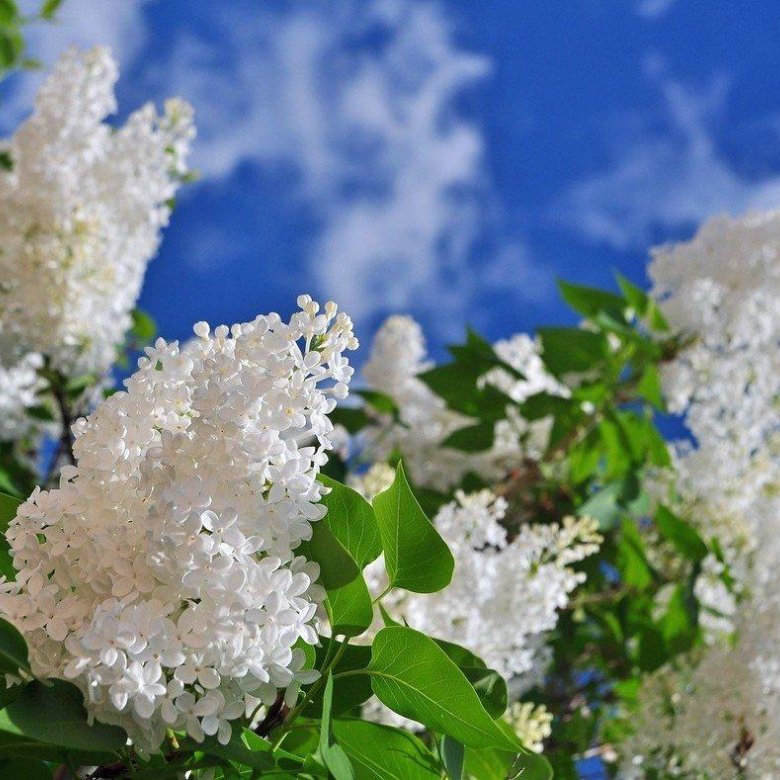 Букет, цветы белой сирени купить