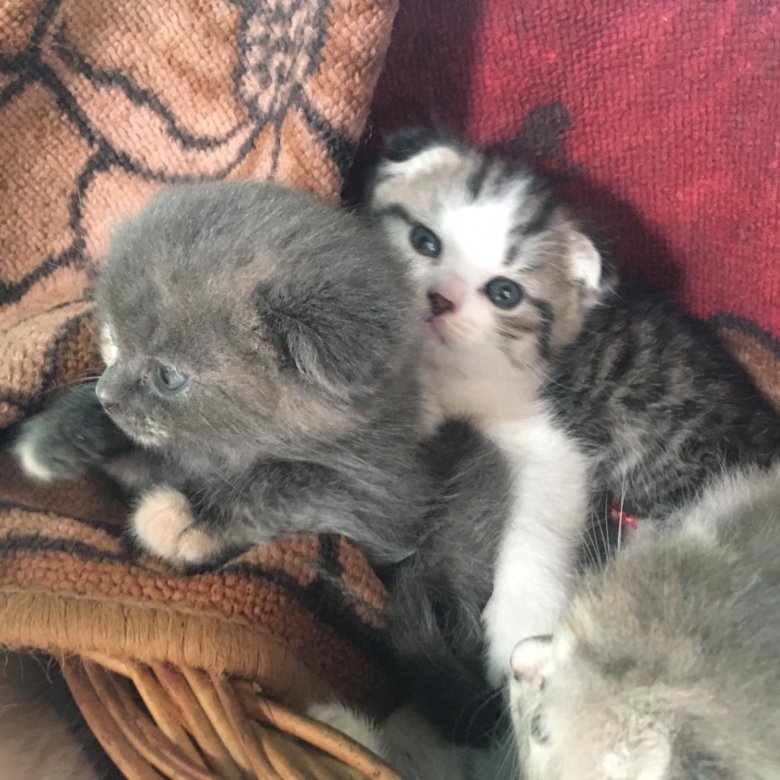 Авито Саранск Котята Шотландские Вислоухие Фото Продажа