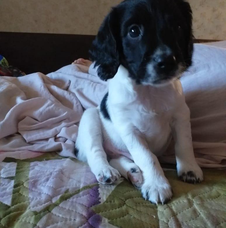 Кокер спаниель размер в 4 месяца. Русский спаниель щенок 4 месяца. Кокер спаниель французский черный. Русский спаниель 4 месяца. Щенки кокер спаниеля 1.