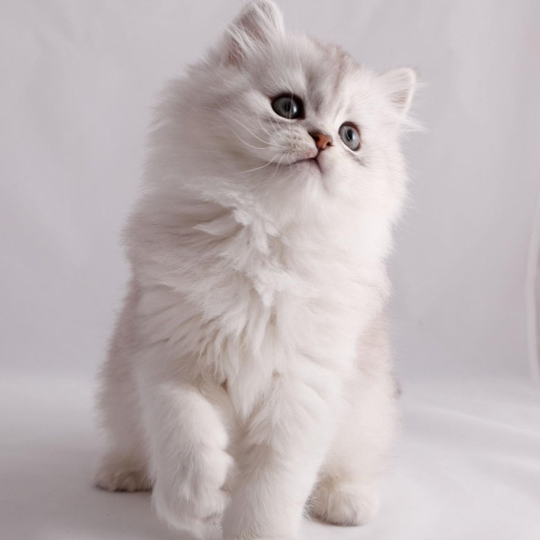 Шотландская Длинношерстная Кошка Фото