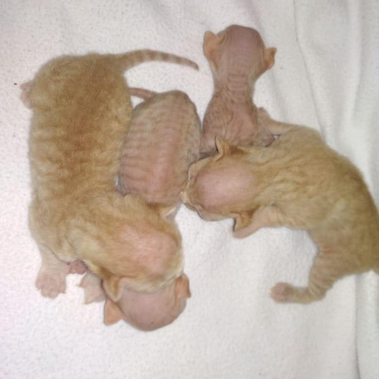 Кошки рождаются с шерстью. Новорожденные котята браш Донской сфинкс. Новорожденные котята сфинкс браш. Новорожденные котята сфинкс велюр. Новорожденные котята Донского сфинкса.