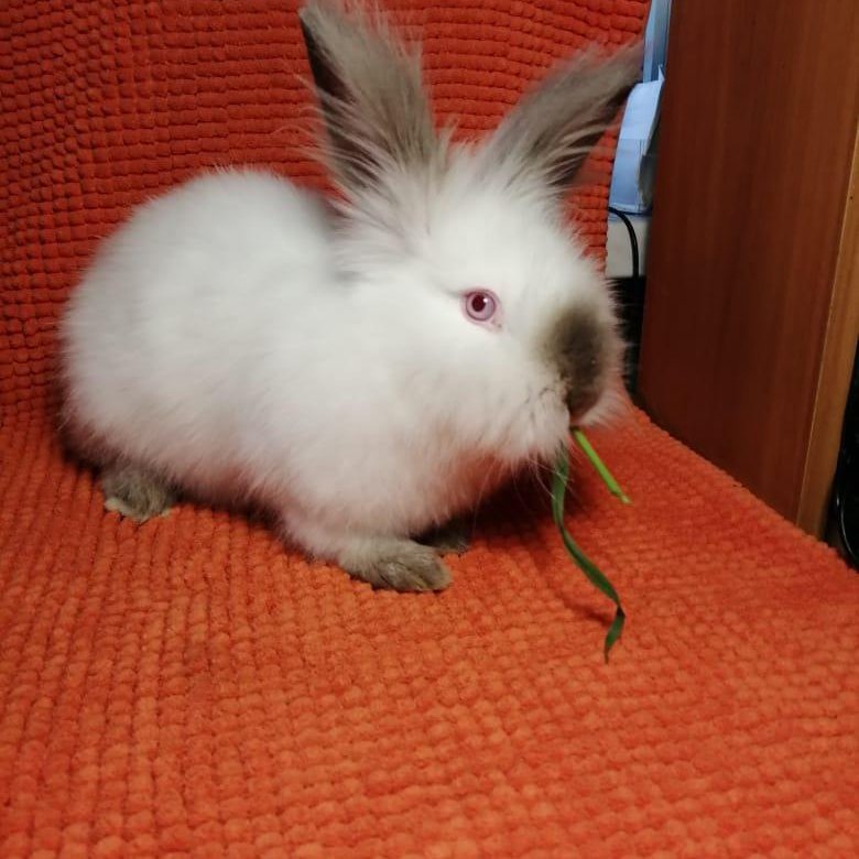 Купить кроликов ростов. Декоративный кролик. Норвежский кролик декоративный. Декоративные кролики рост. Польский кролик декоративный.