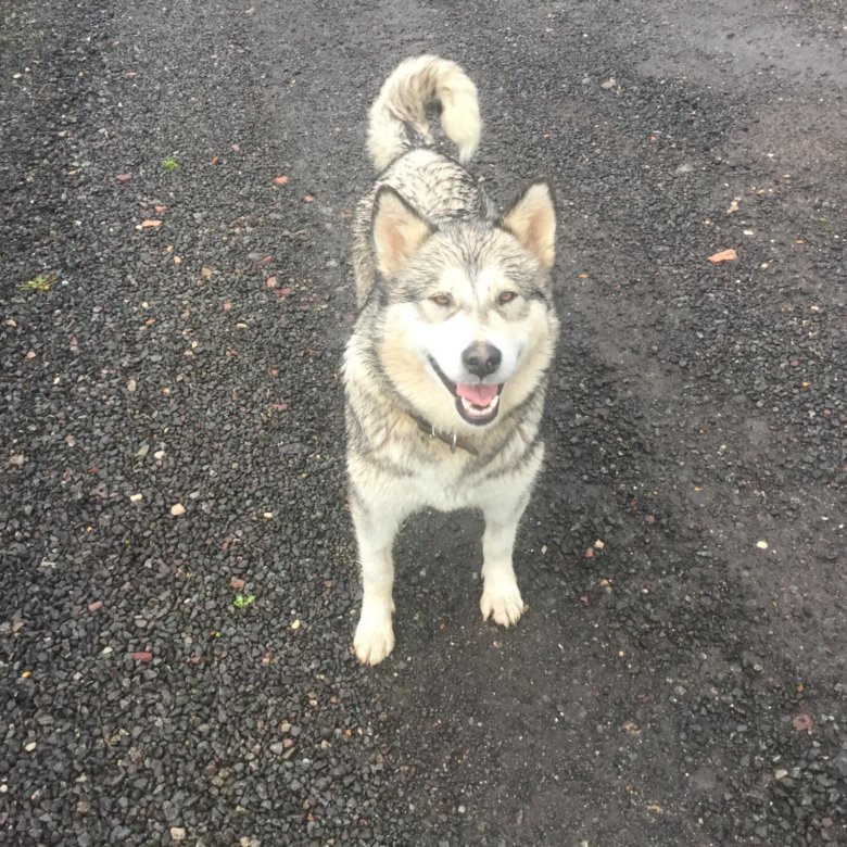 помесь маламута и хаски. маламут в добрые руки.