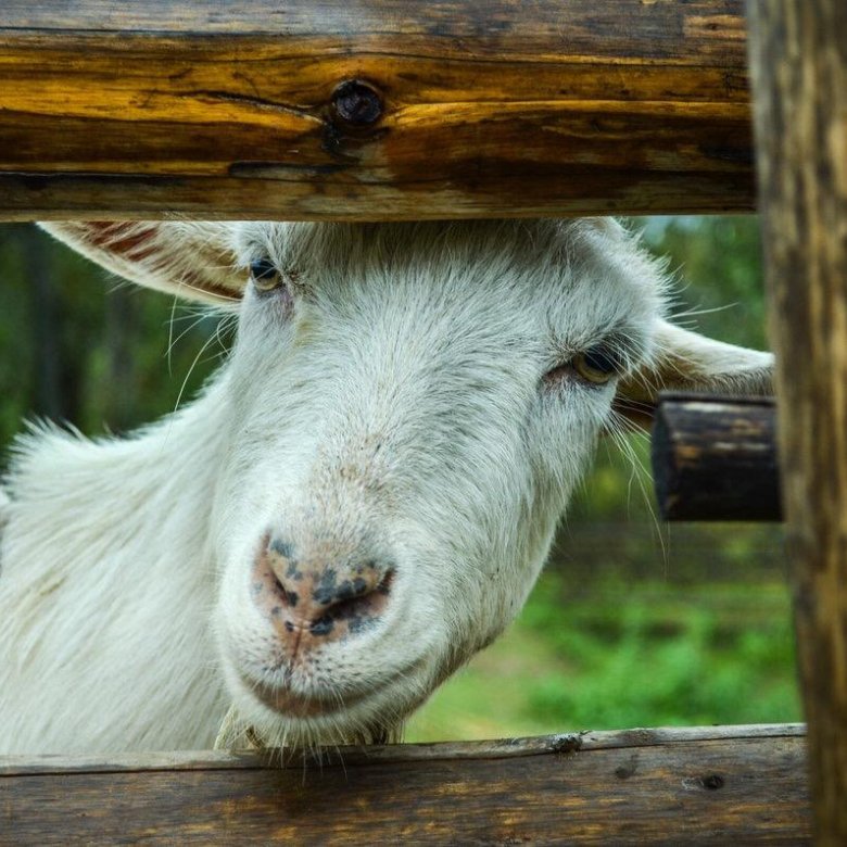 Мальчик с козленком. Коза за забором. Реклама козленка. Портрет козлятиной. Купить козлик на 700 мм саратов.