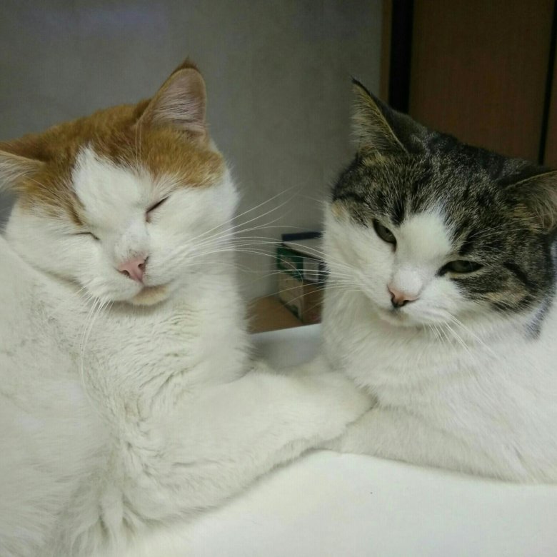 Самые ласковые кошки