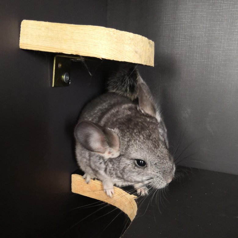 рост шиншиллы. детеныш серой шиншиллы. 5 года.