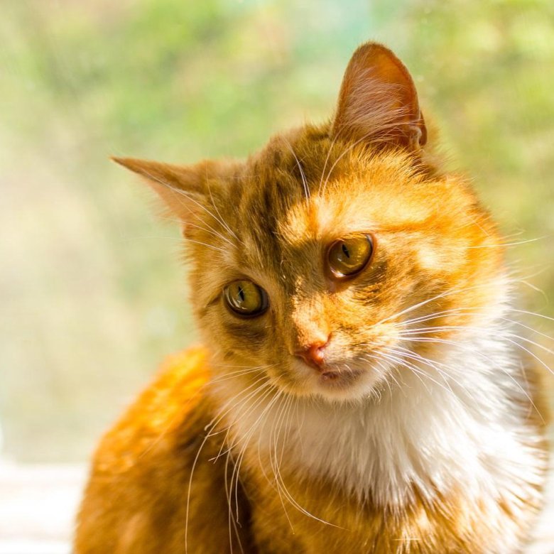 Улыбаюсь а в душе. Доброе утро мишка. Безумно добрый. Доброе утро позитивные с котиками. Сонная сова.