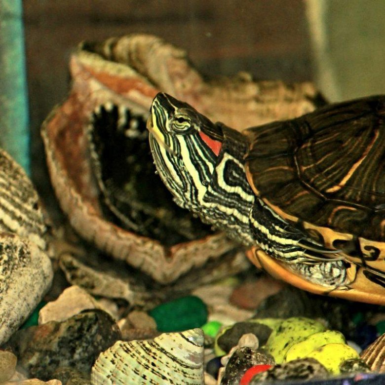 Черепаха в аквариуме уход. Красноухая черепаха. Красноухая черепаха домашняя. Южно Африканская красноухая черепаха. Аквариумная черепаха красноухая.