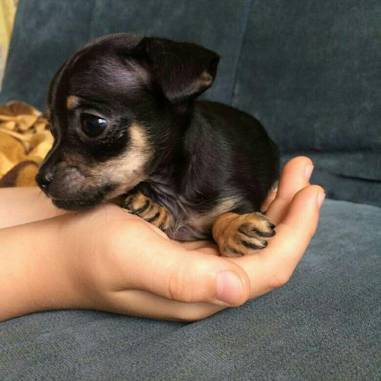 Маленький той терьер 1 месяц. Щенки той терьера в стойке. Той терьер щенок. Авито собака той терьер. Русский той терьер щенок 1 месяц.