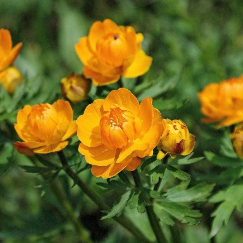 Trollius europaeus l