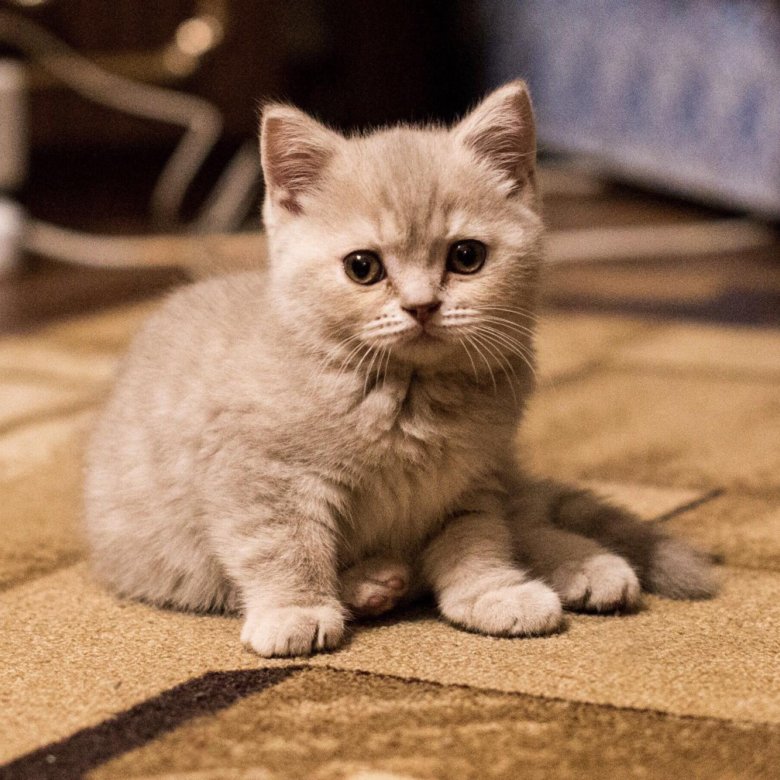 Кошка Шотландская Скоттиш Страйт Фото